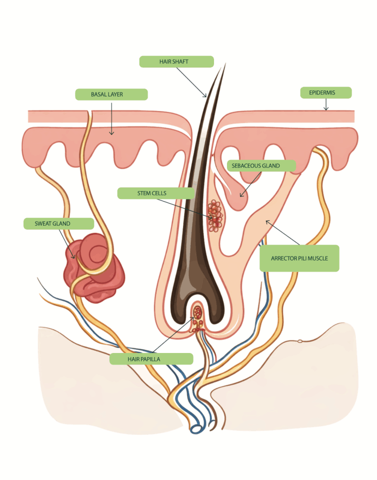 Follicle structure & anatomy