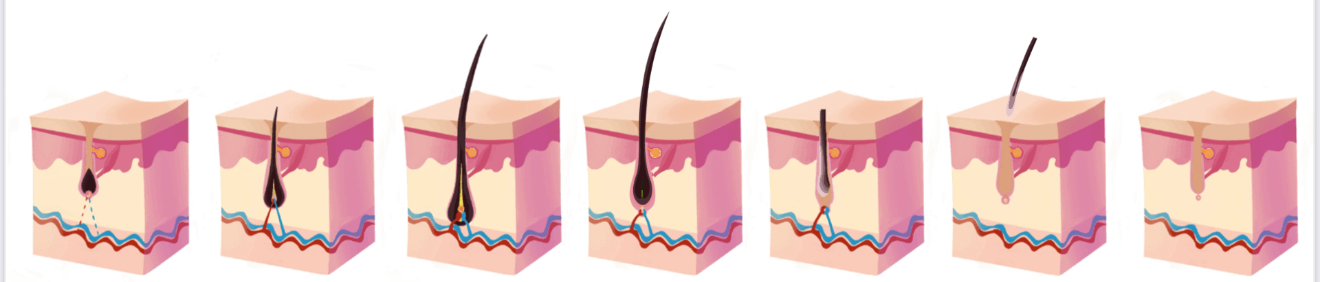 Skin: Structure of the Skin